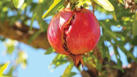 Pomegranates in the Kitchen